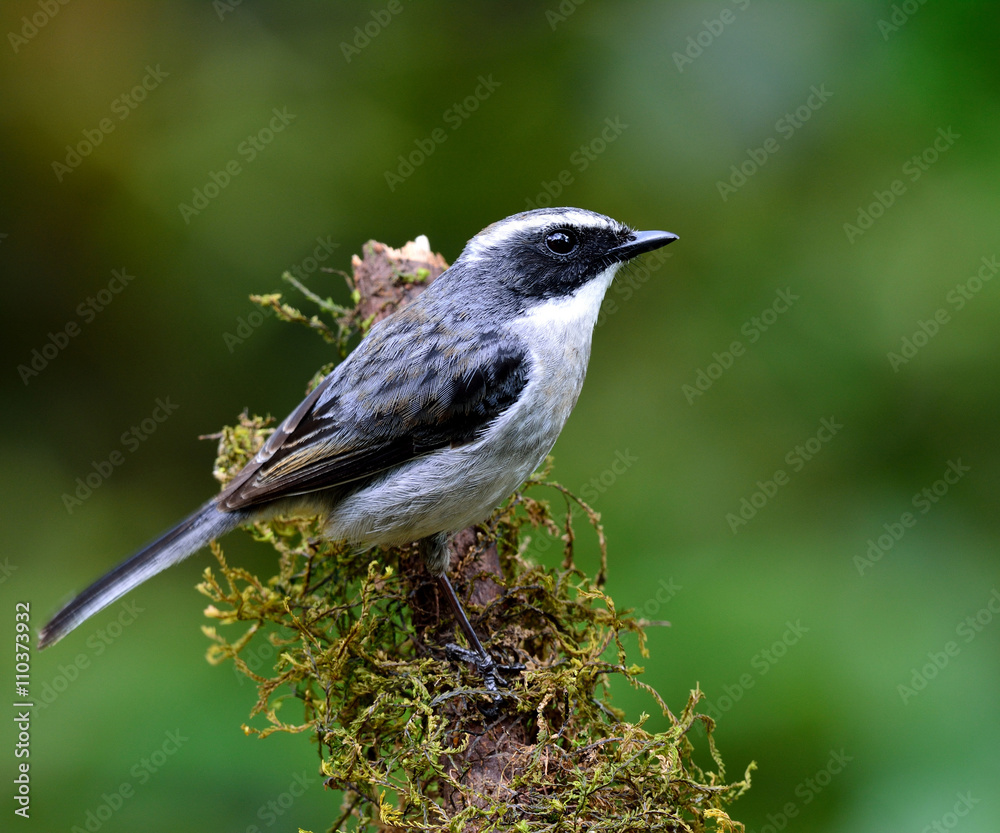 灰色丛林聊天的雄性（Saxicola ferreus）美丽的灰色比尔