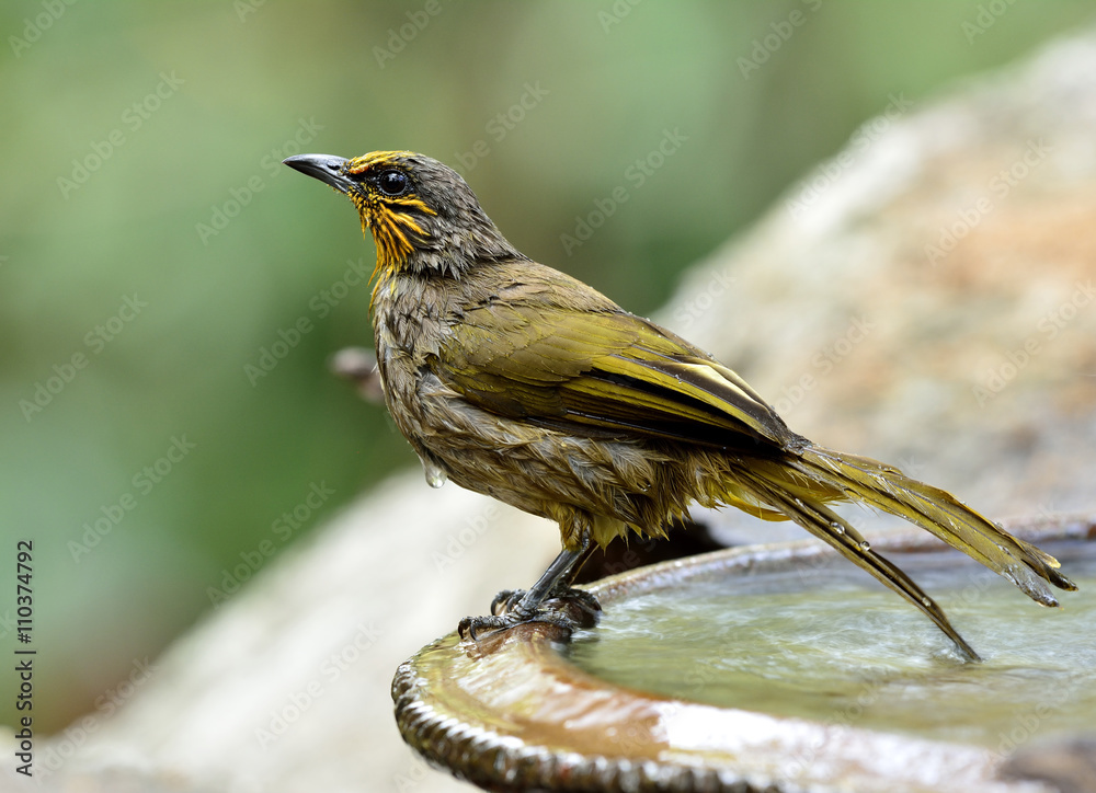 条纹喉珠（Pycnonotus finlaysoni）美丽