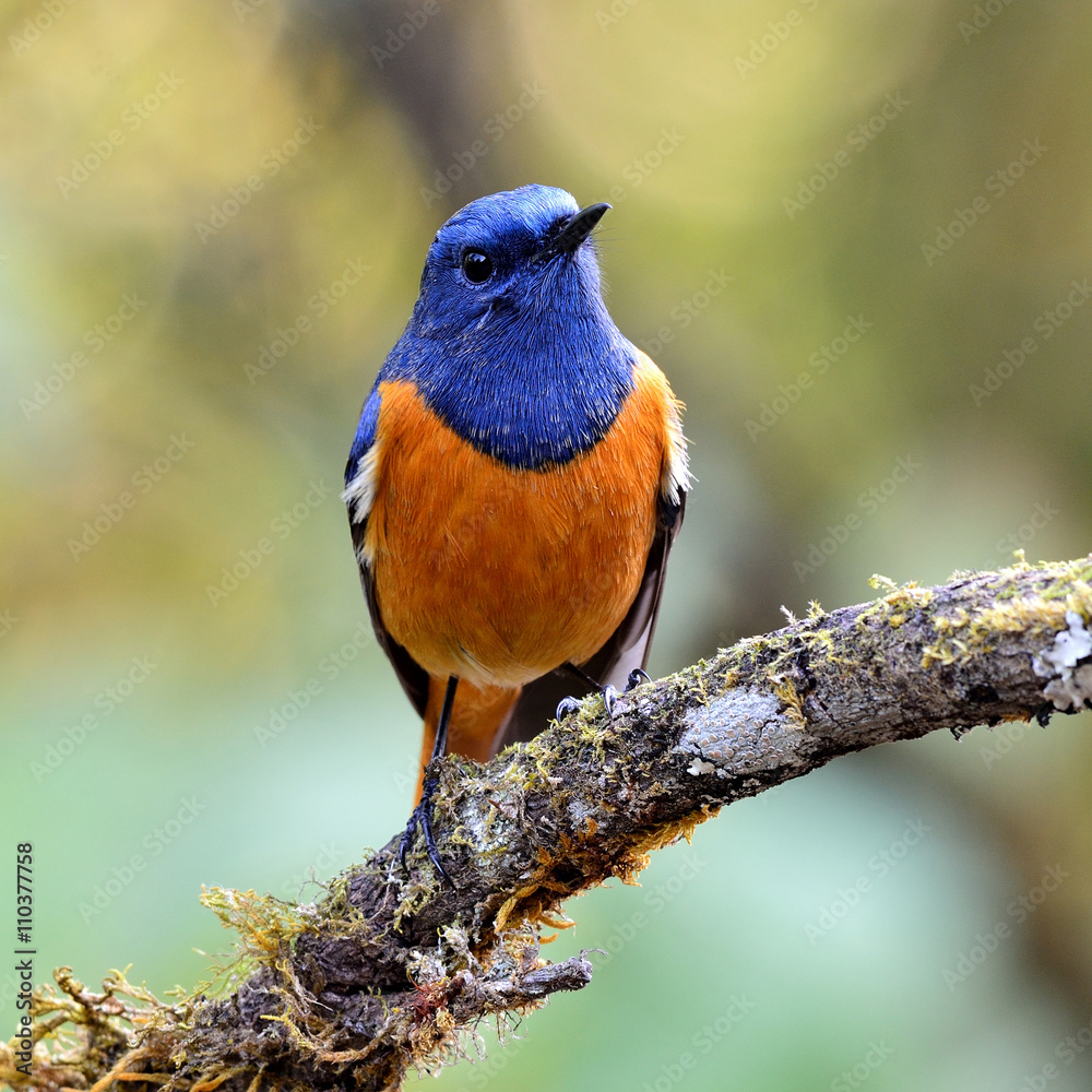 蓝额红启动（Phoenicurus frontalis），可爱的色彩