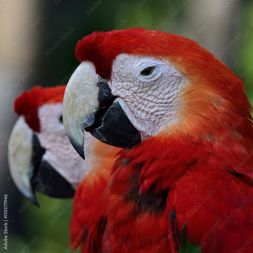 Double heads of Scarlet Macaw parrot, the beautiful red birds