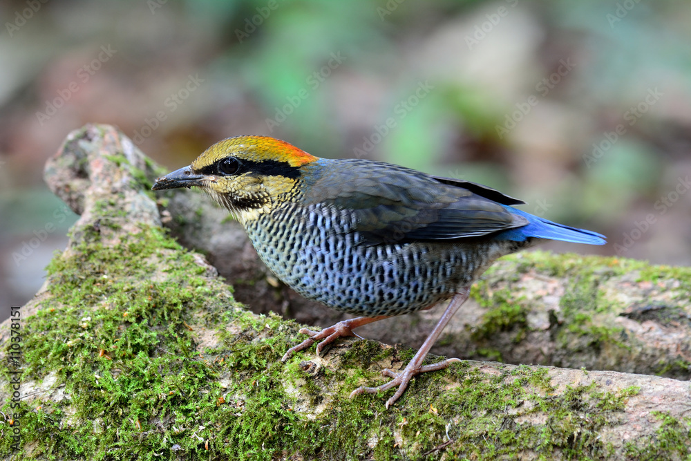 蓝色皮塔的雌性（Hydrornis cyaneus）美丽的胖乎乎的gr