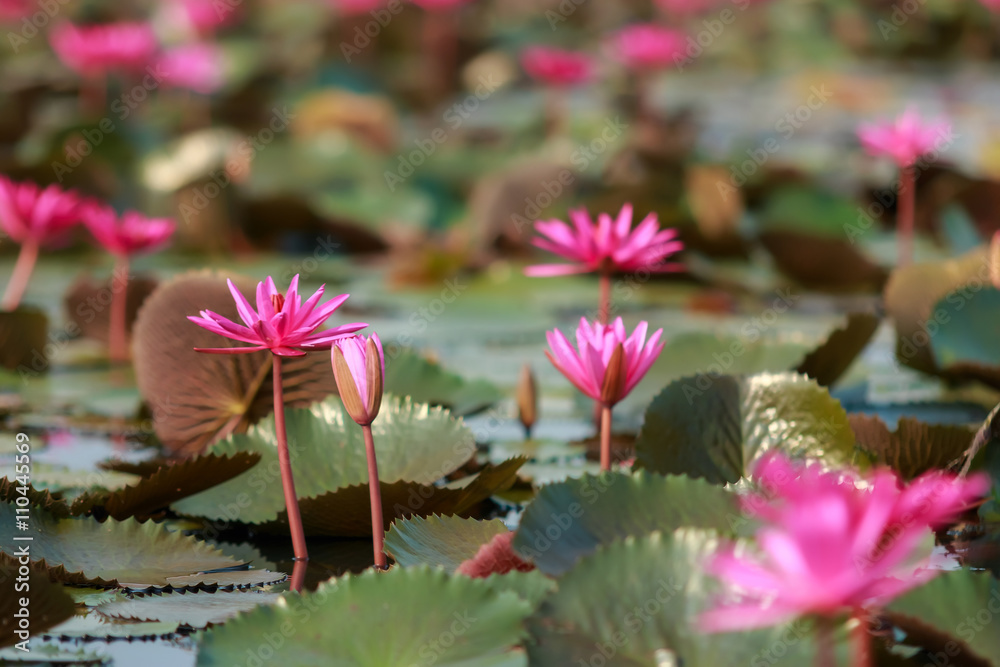 Pink lotus in the midst of the water