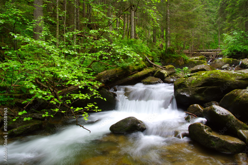 Mountain river in the green forest