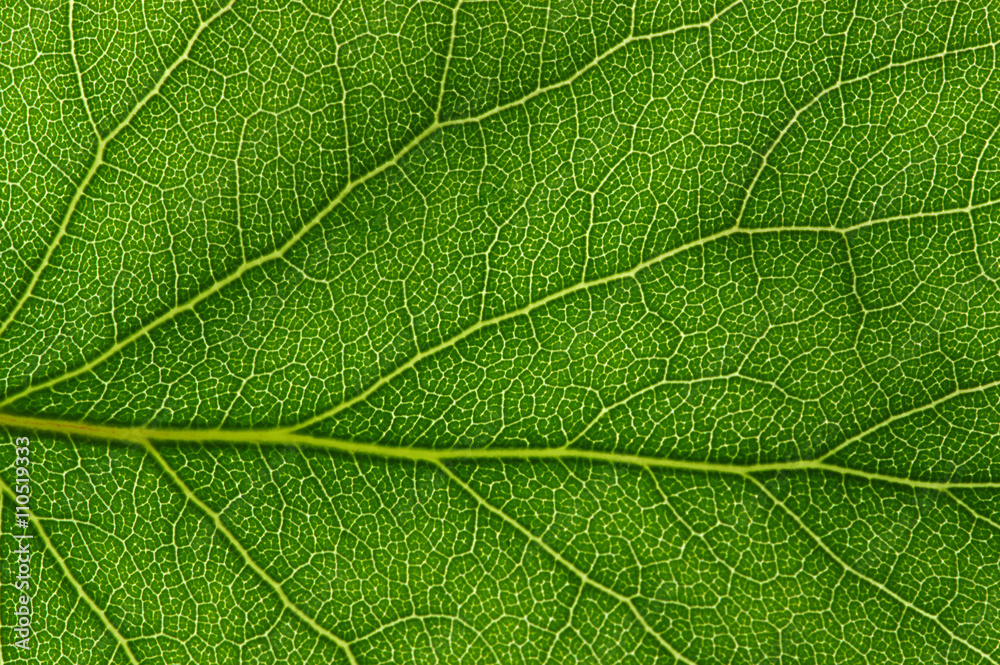  green leaf texture