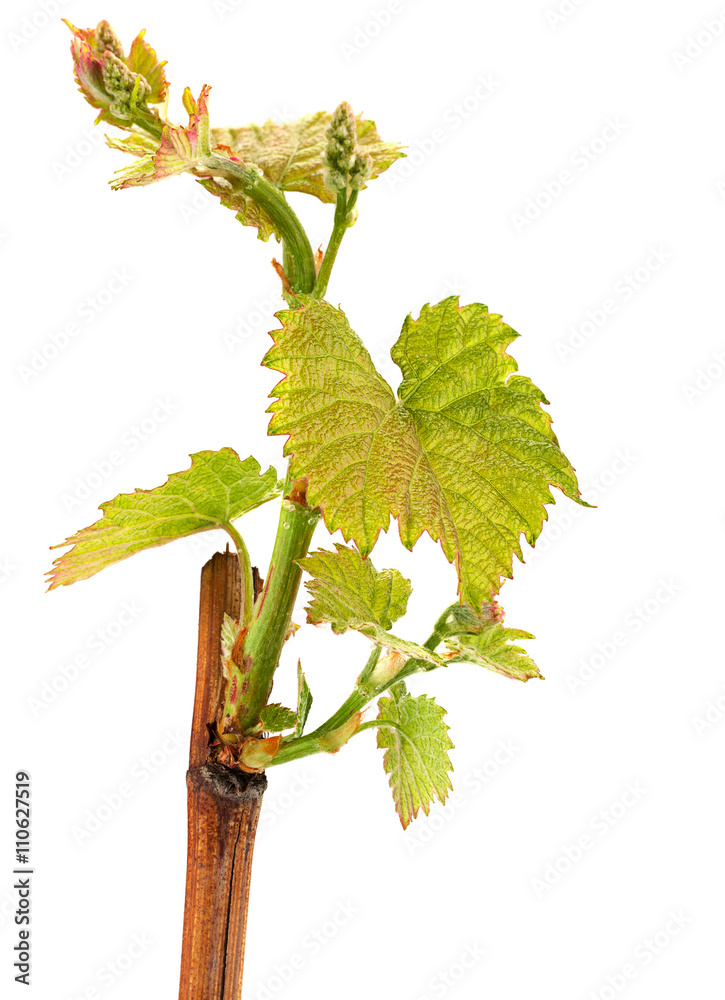 Seedling grape on white