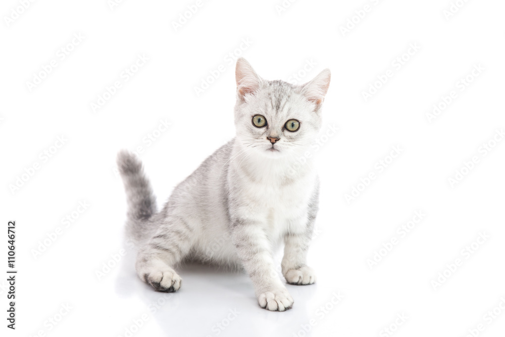 Cute British Shorthair kitten sitting and looking on white backg