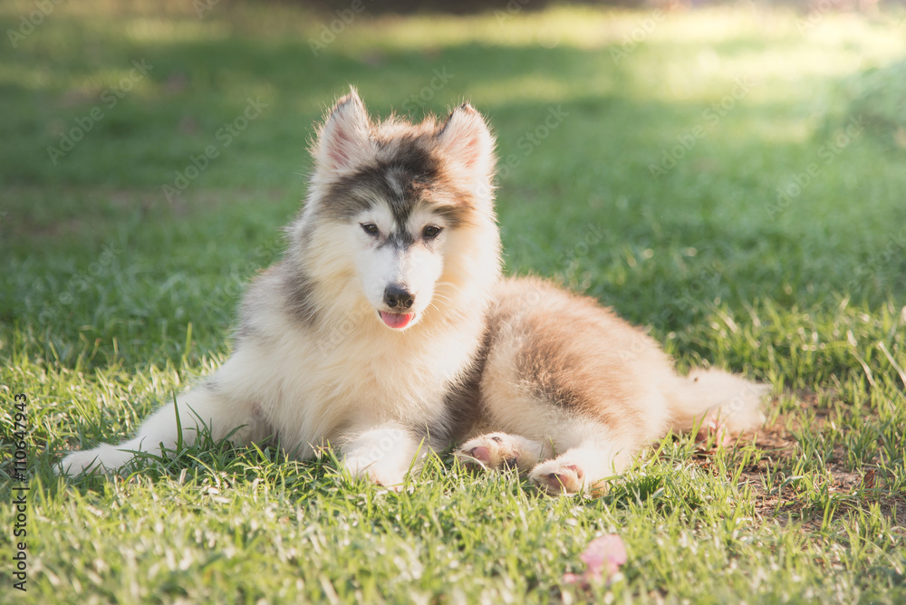 Cute siberian husky puppy lying on green grass