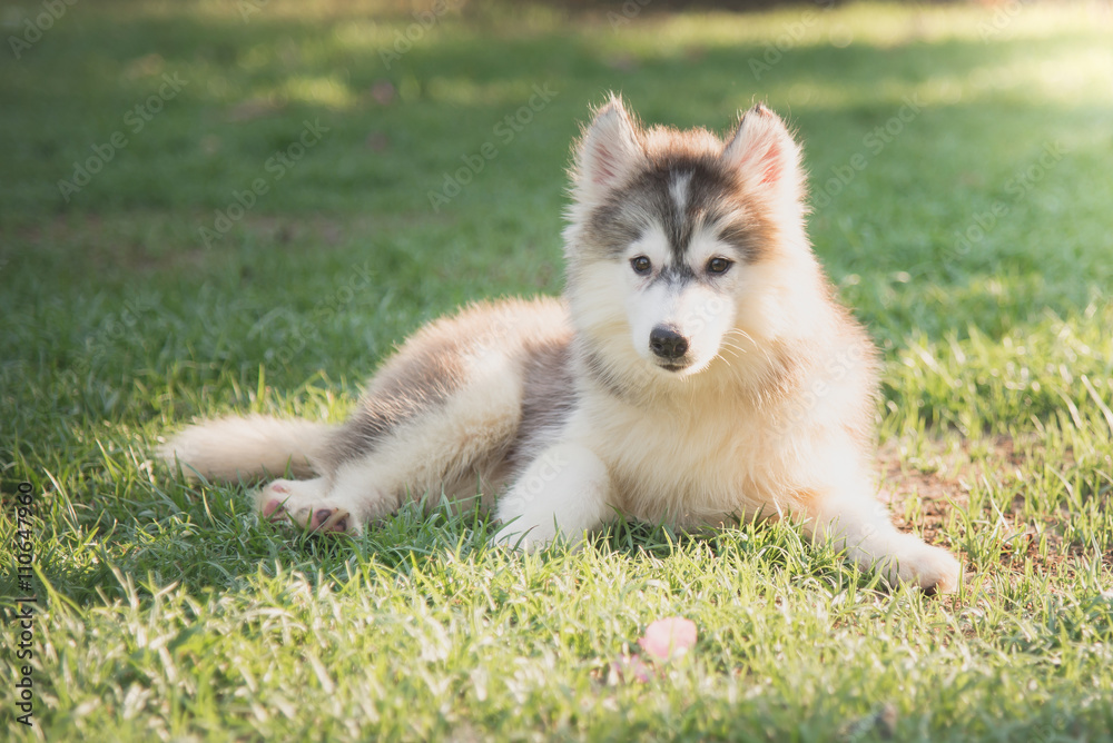 Cute siberian husky puppy lying on green grass