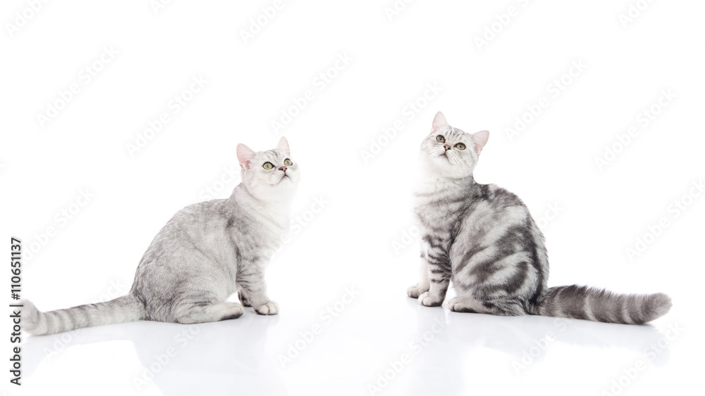 Cute American Shorthair kittens sitting on white background isolated