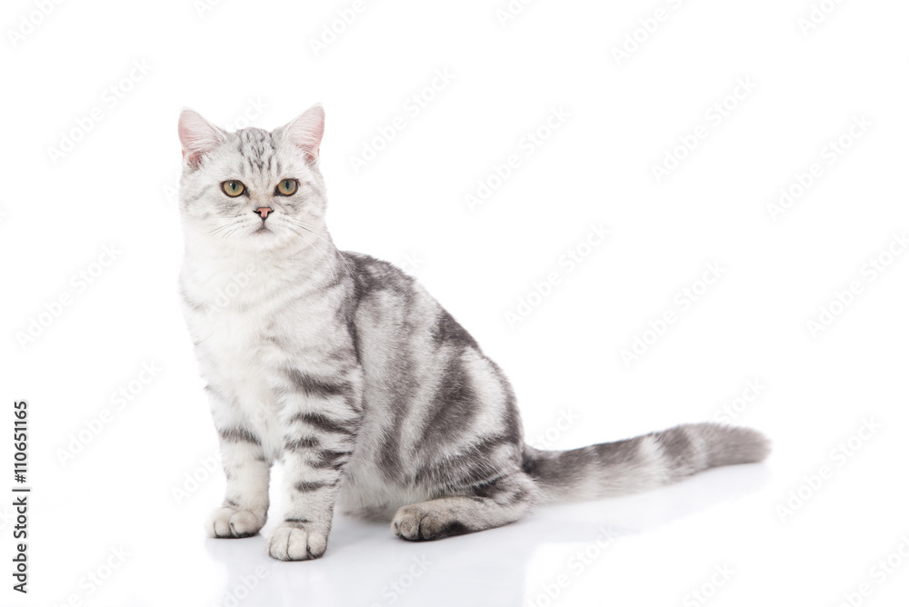 kitten sitting on white background