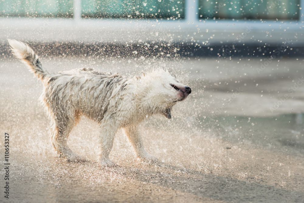 siberian husky puppy shakes the water off its coat.