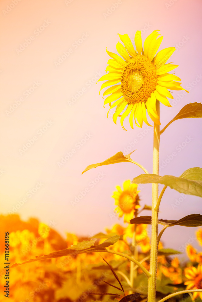 Sunflower field