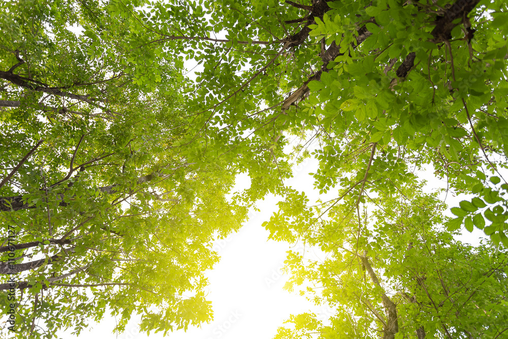 Forest trees. nature green wood sunlight backgrounds