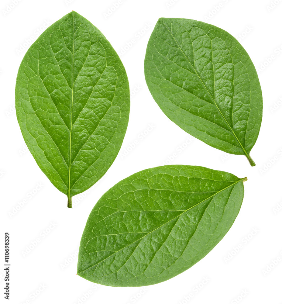 Green leaves isolated