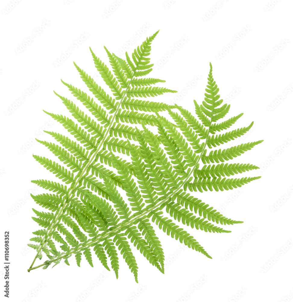 Fern isolated on white. without shadow