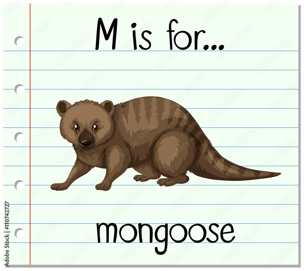 Flashcard letter M is for mongoose