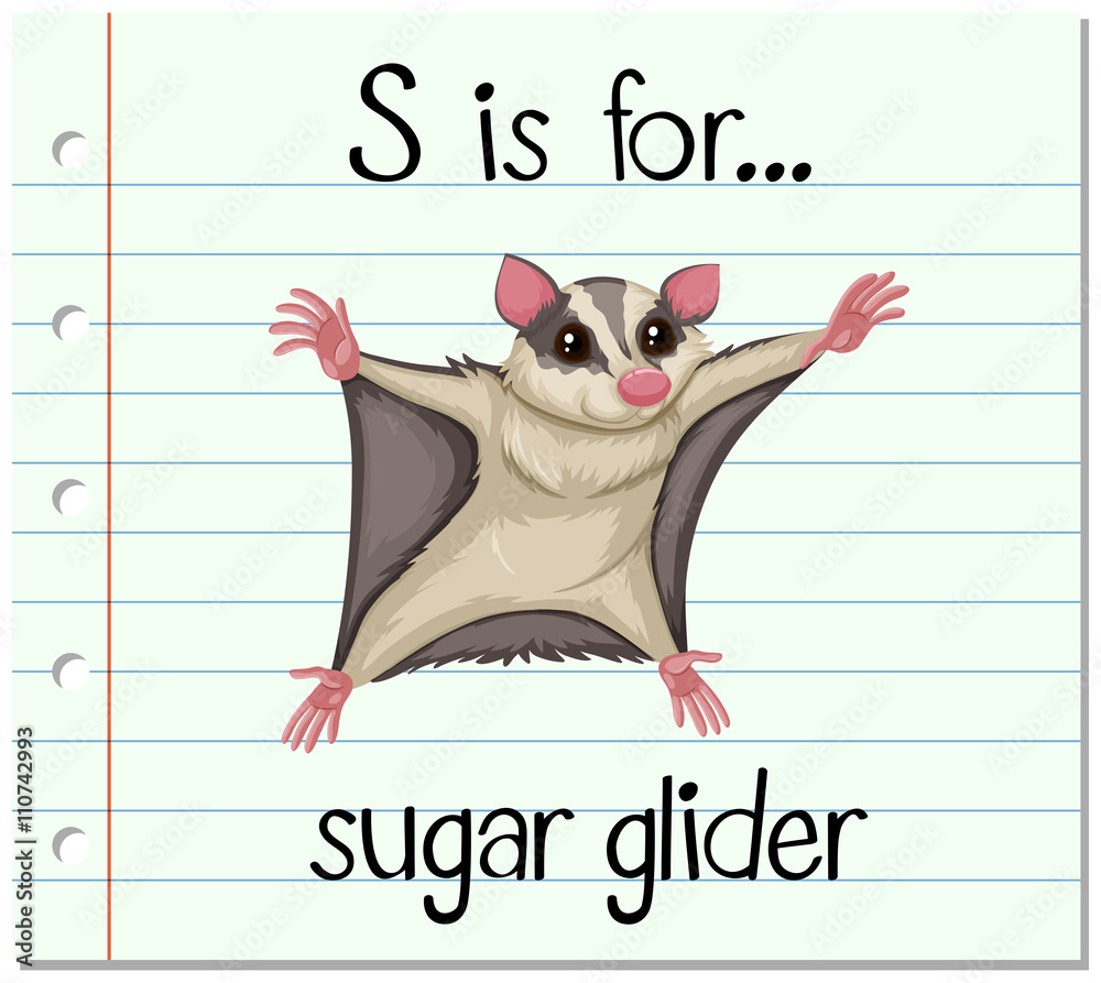 Flashcard letter S is for sugar glider