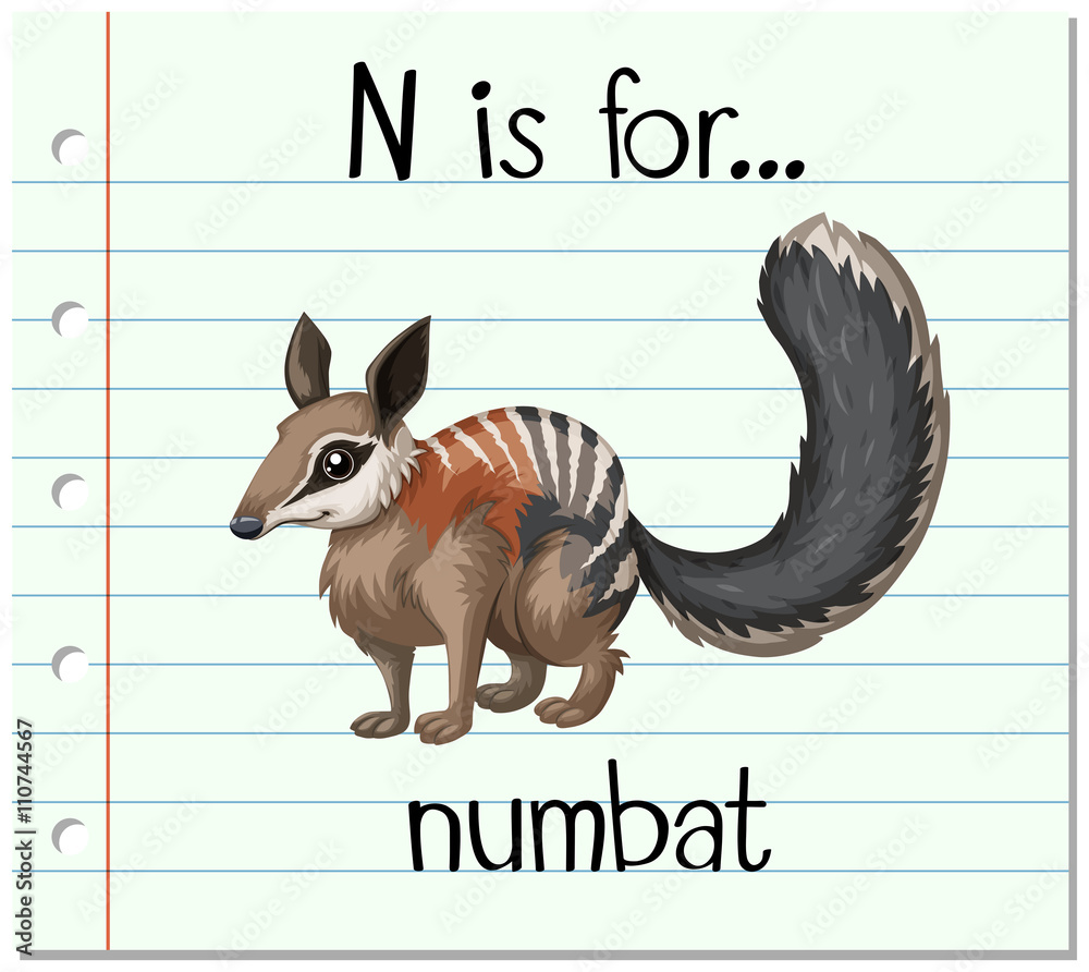 抽认卡字母N代表numbat