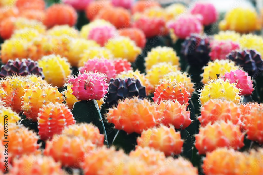 colorful cactus.