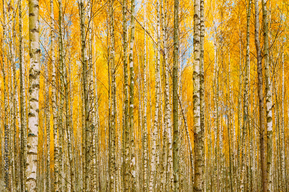 Birch Trees In Autumn Woods Forest. Yellow Foliage. Russian Fore