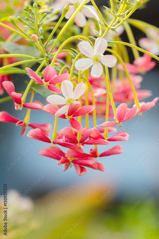 Rangoon Creeper flowers, Combretum indicum, The ivy plant