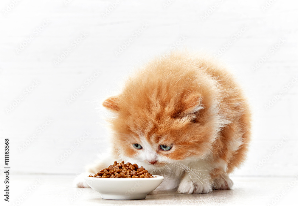 bowl of cat food and small kitten