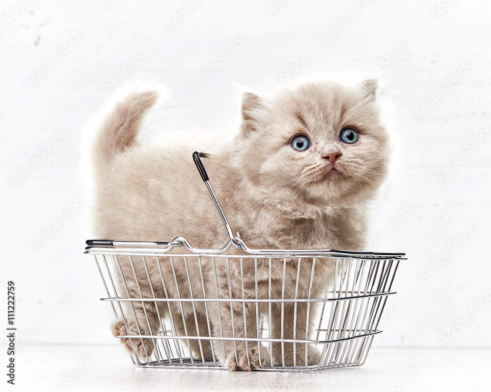 small kitten in shopping basket