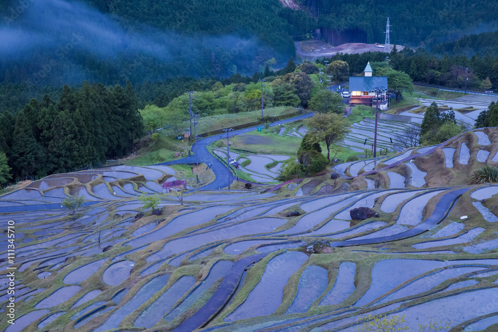  Terraced rice field at Maruyama Senmaida , Kumano City, Mie Prefecture , Japan