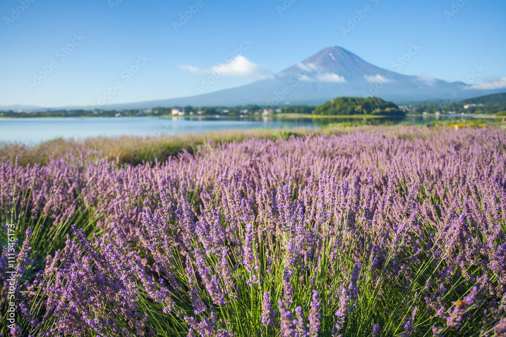 川口湖海岸线附近的薰衣草和富士山的紫色背景