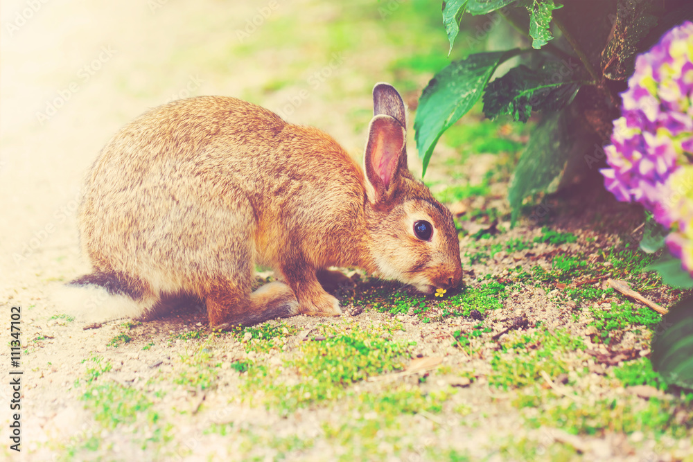 Rabbit in front of a hydrangea bush