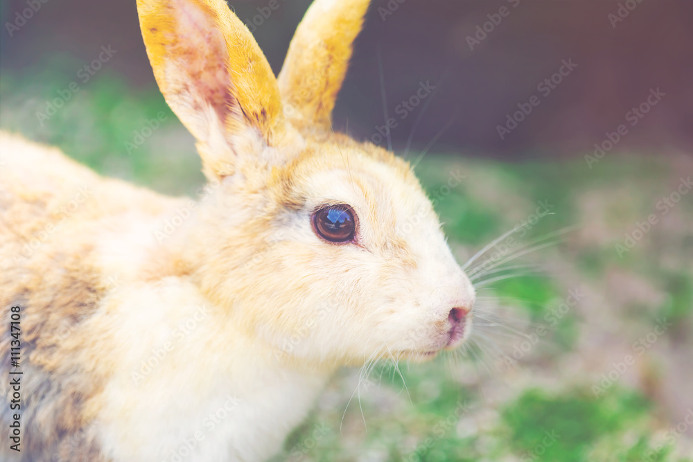 Wild rabbit in a field