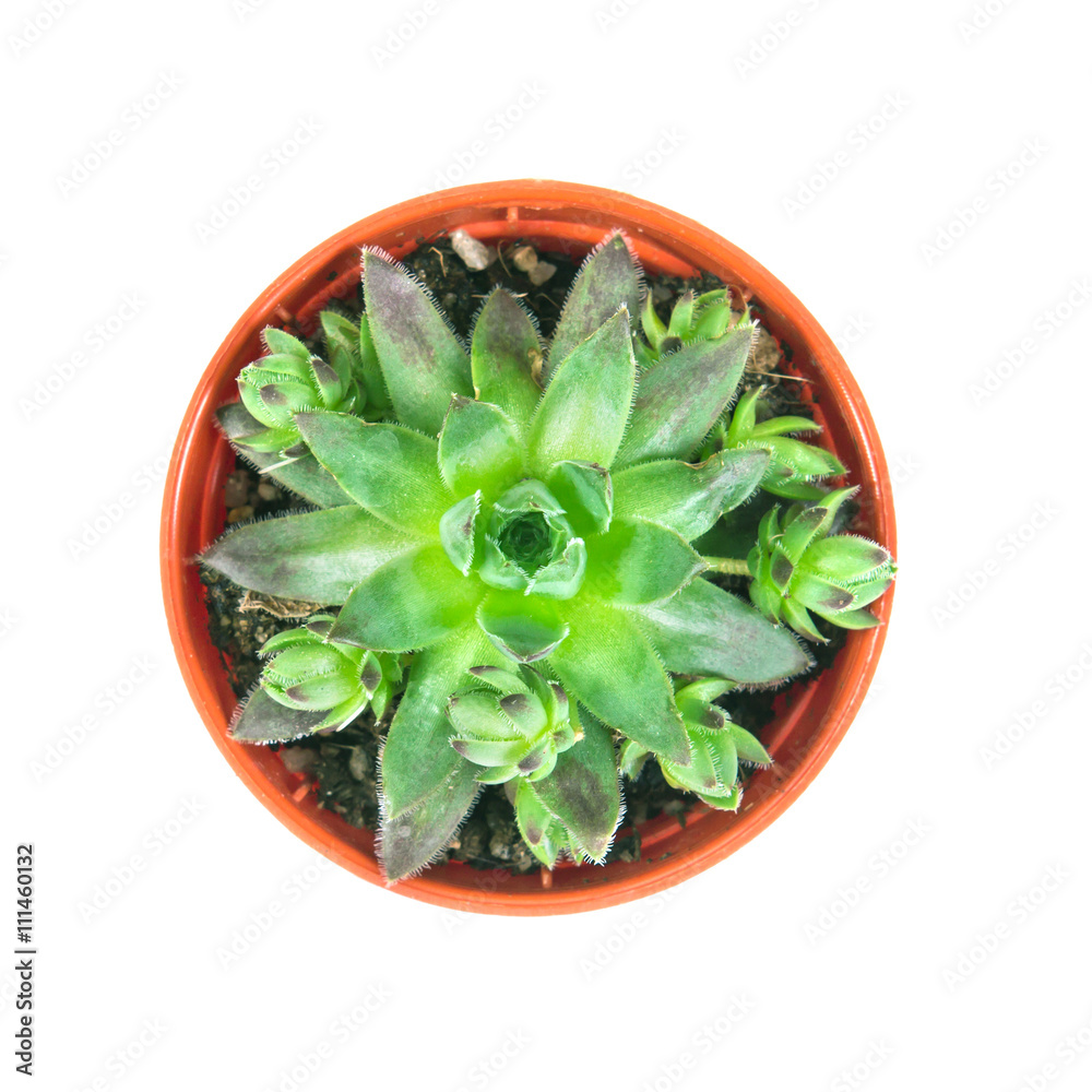 Echeveria, succulents plant in pot on white background