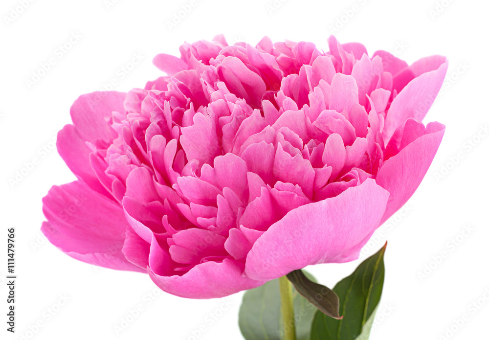 Peony flower on white