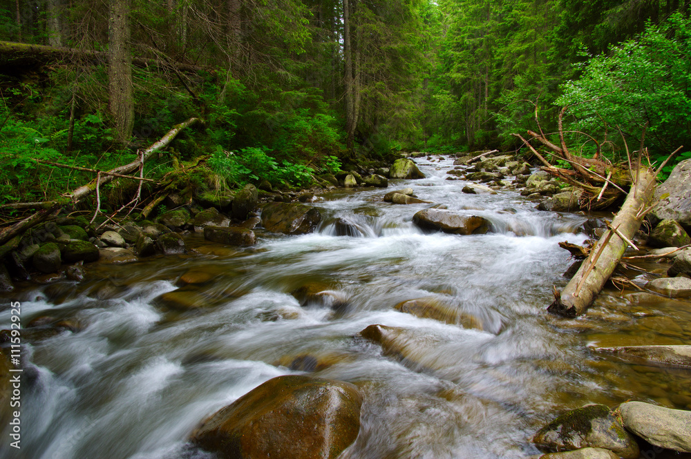 Mountain river in the green forest