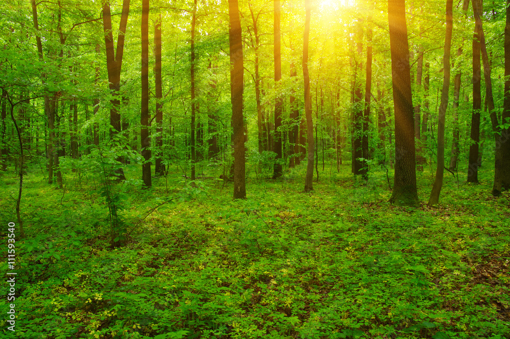 Forest and sun