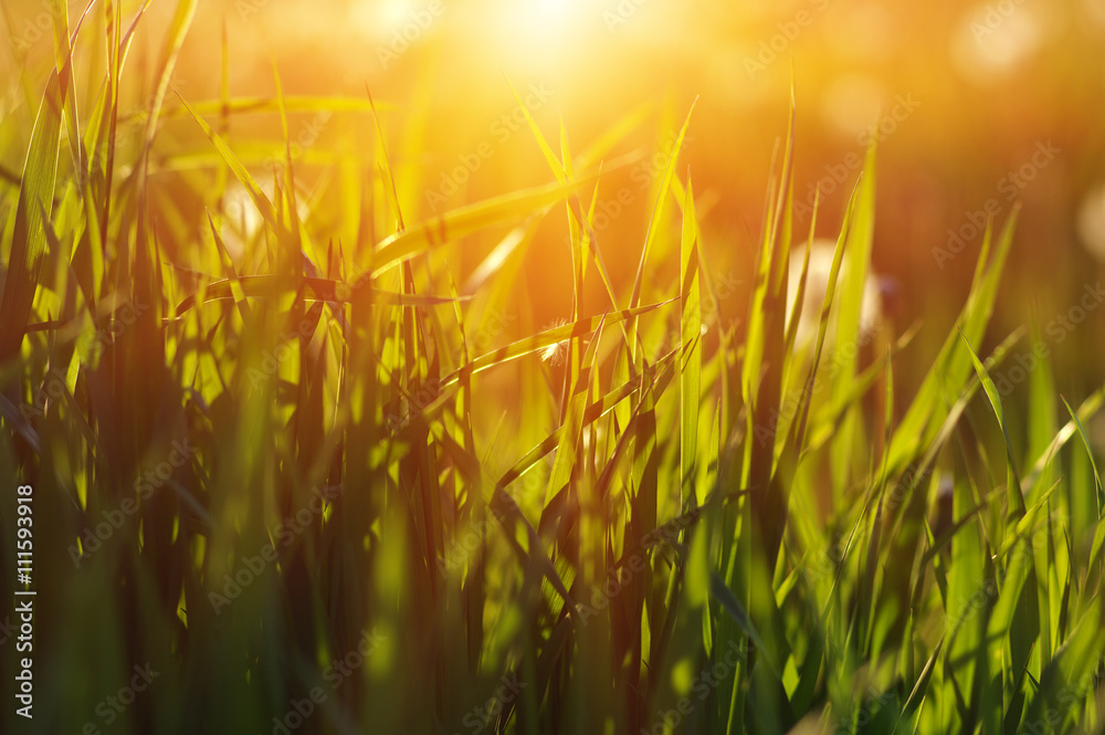 Green grass background