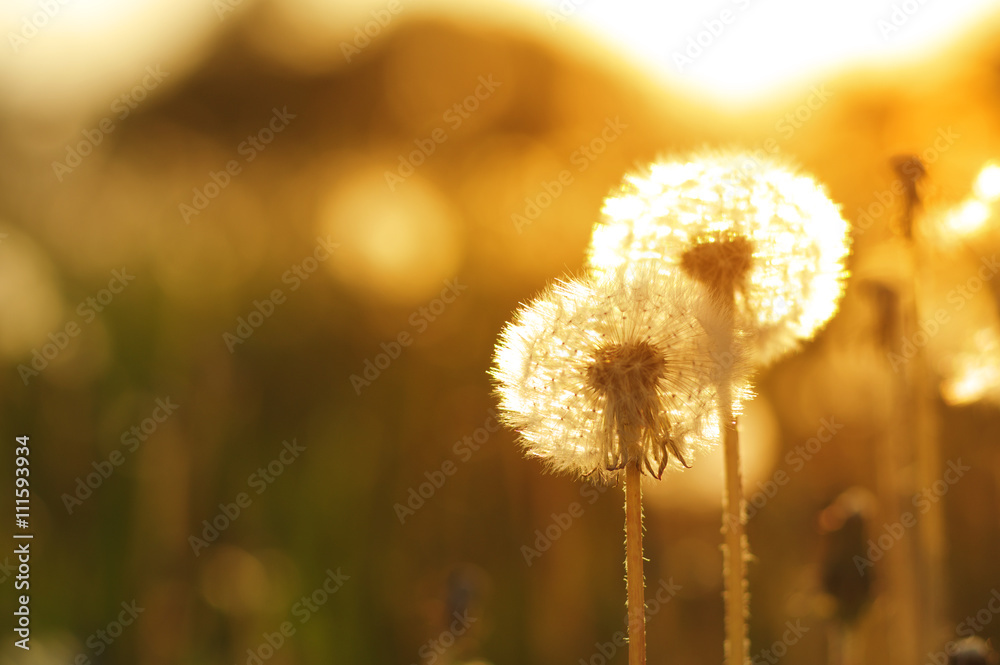 dandelions in the sun