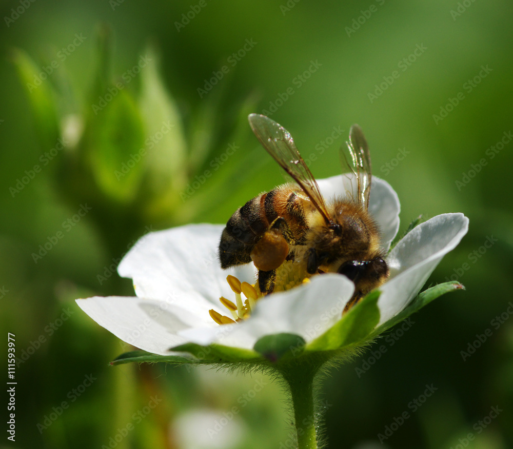 Bee on the flower