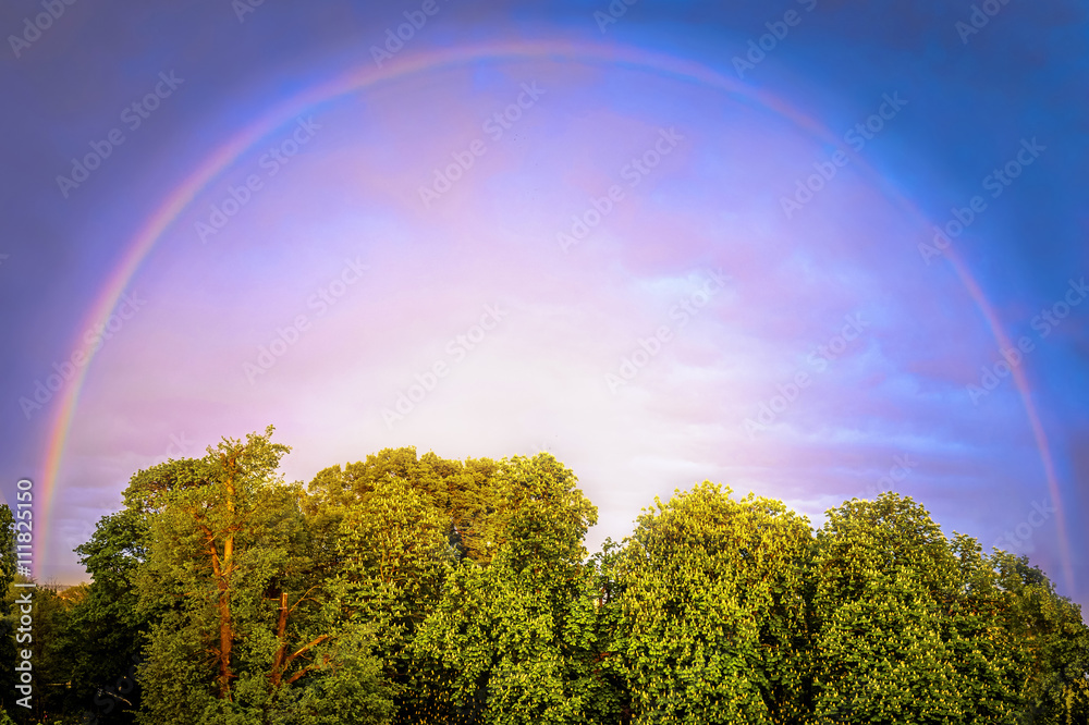 Regenbogen über Baumwipfeln