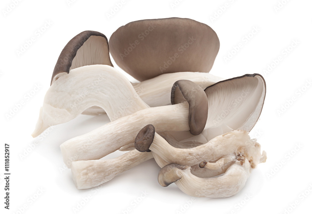 oyster mushroom on white