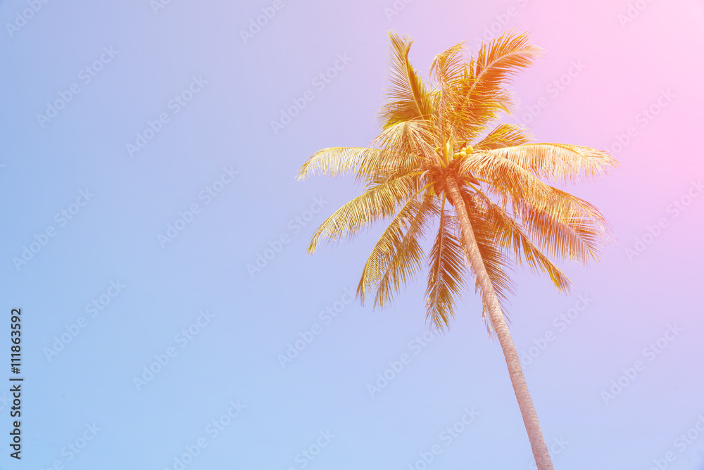 coconut palm tree on blue sky with vintage effect