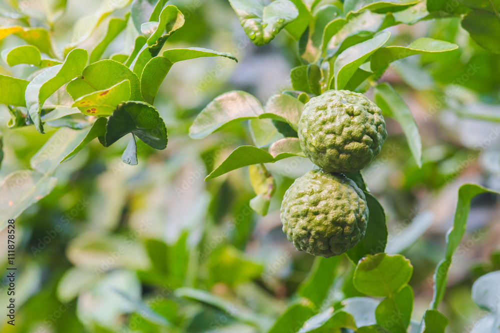 Fresh Kaffir Lime on branch tree