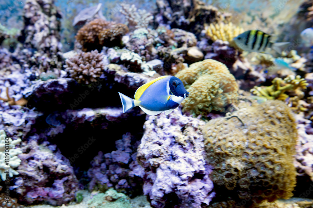 水族馆里的粉蓝汤鱼