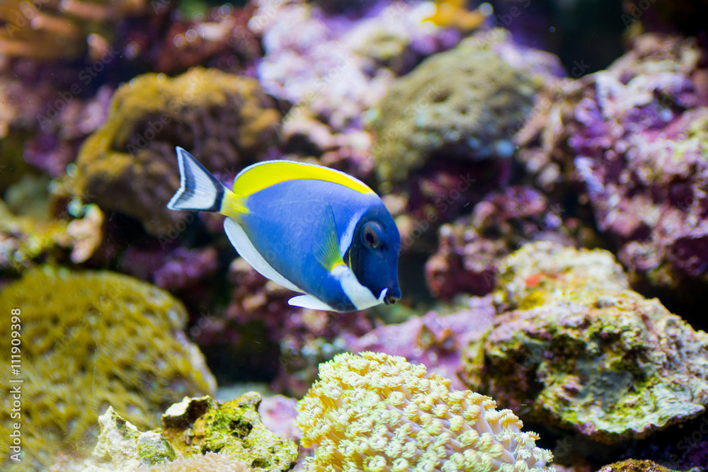 水族馆里的粉蓝汤鱼