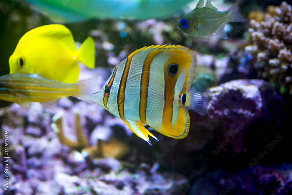 水族馆里的铜带蝴蝶鱼