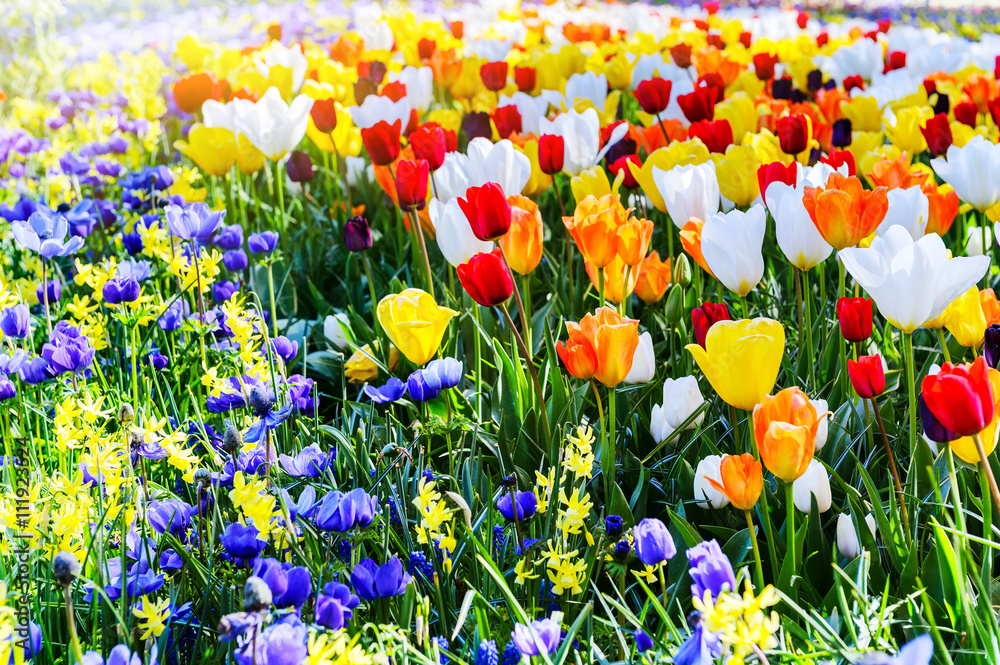 Blooming multicolor tulips