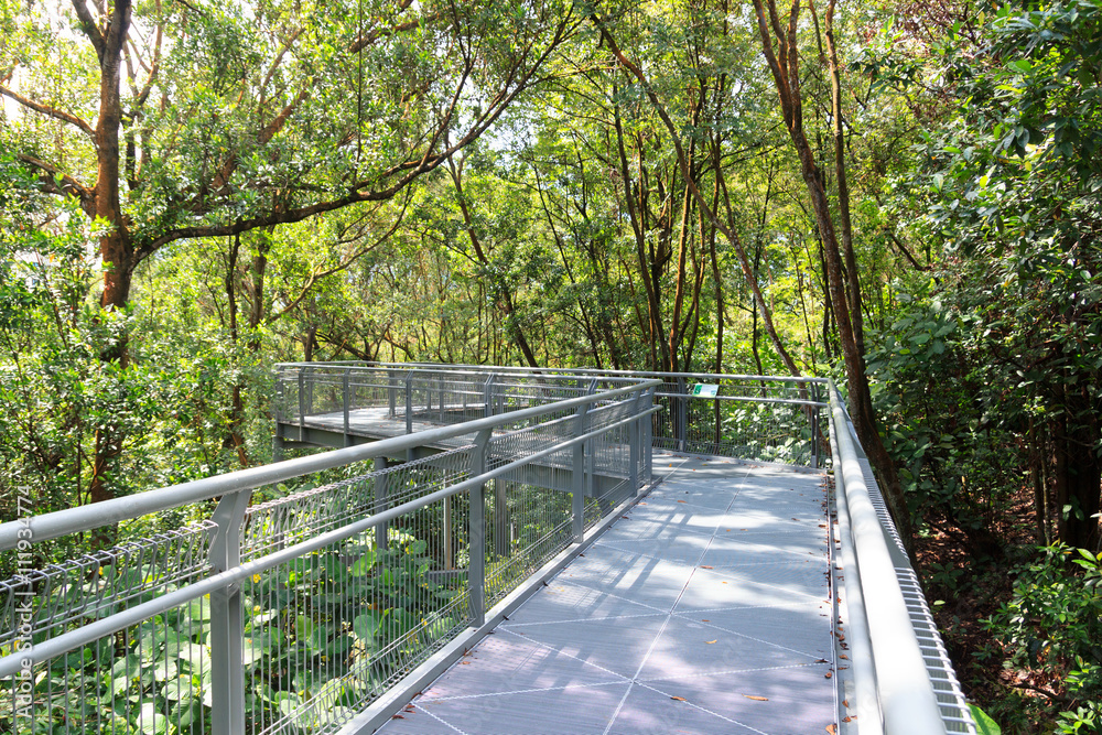 Forest Walk of Telok Blangah Hill Park rainforest, Singapore