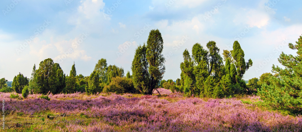 Lüneburger Heide bei Wilsede