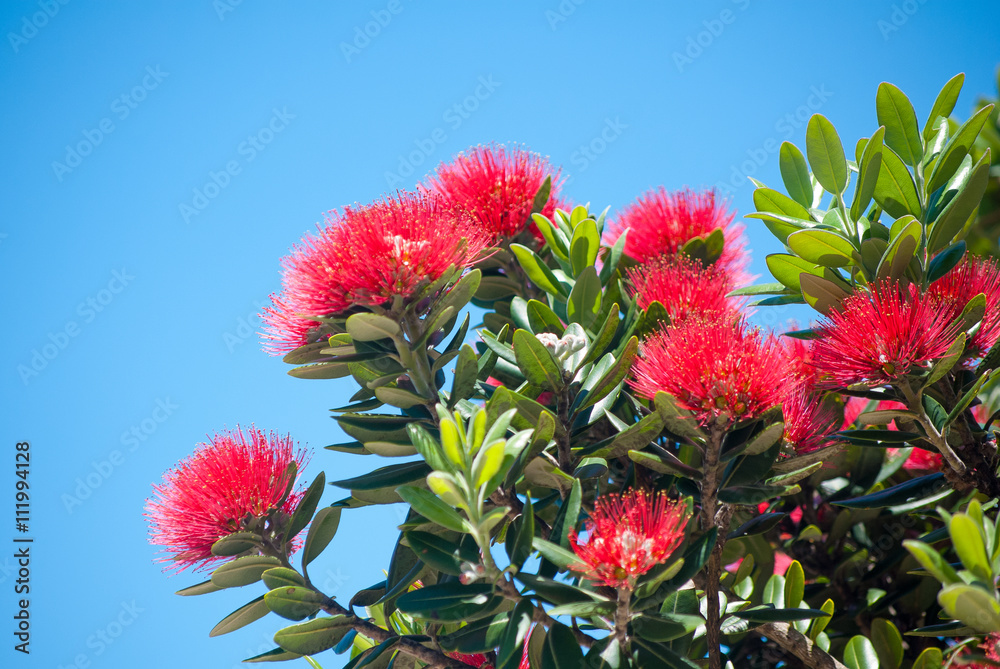 Pohutukawa树的花朵