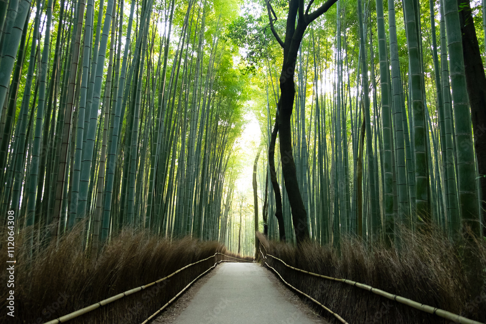 嵐山の竹林